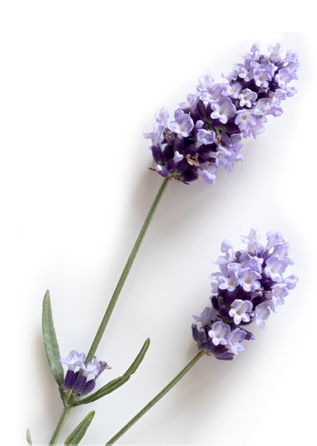 lavender